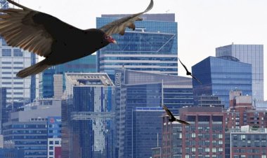 Ölü sayısı 42 bini geçti, akbabalar New York semalarında uçmaya başladı