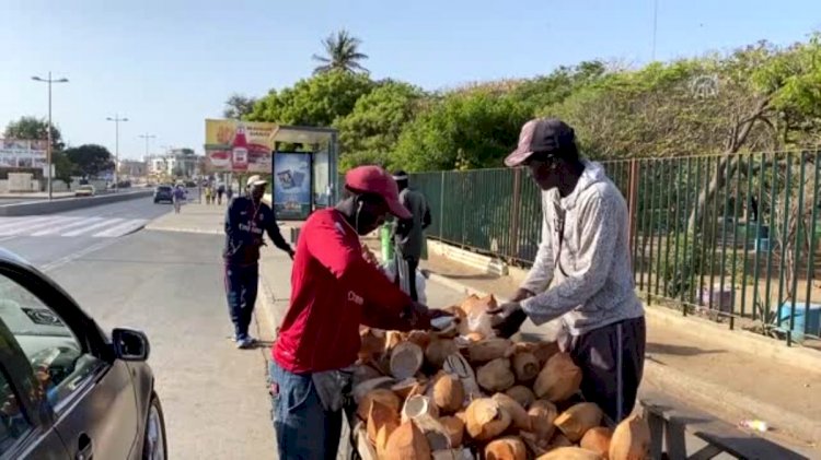 Senegal'de salgının doğal eczaneleri: Hindistan cevizi tezgahları