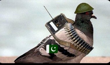Hindistan-Pakistan sınırında 'casus güvercin' vakası