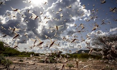 İstilacı çekirgeler kıtalar arası ilerleyişini sürdürüyor