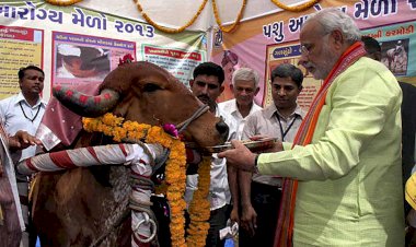 'İnek Kesimi Önleme Yasası' onaylandı: 10 yıl hapis cezası