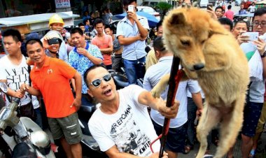 Çin'de köpek eti festivali tepkilere rağmen başladı