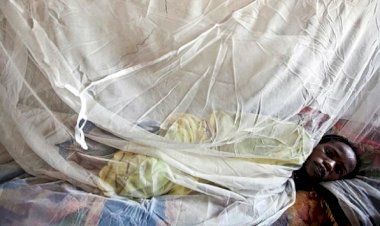 Nijerya'da Lassa ateşinden ölenlerin sayısı 216'ya ulaştı