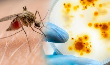 COVID-19 sivrisinekler yoluyla bulaşıyor mu?