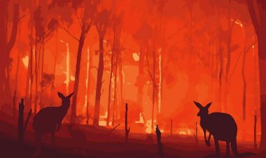 Avustralya'da milyarlarca hayvan telef oldu