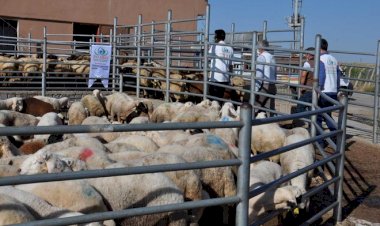İHO-EBRAR Türkiye ve dünyanın birçok ülkesinde kurban kesti