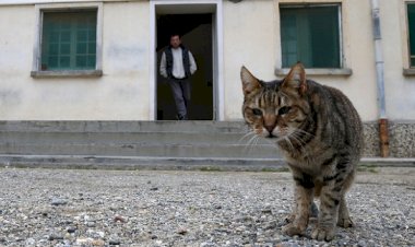 Mahkumlara uyuşturucu taşırken yakalanan 'kurye' kedi cezaevinden kaçtı