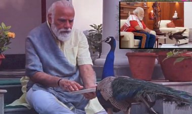 Gandi: Ülke salgından kırılırken Modi tavus kuşlarıyla meşgul