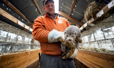 Danimarka'da korona yüzünden 1 milyona yakın vizon öldürülecek