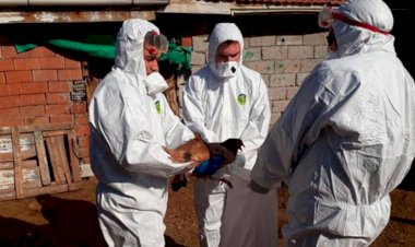 Fransa ve Danimarka’da kuş gribi alarmı