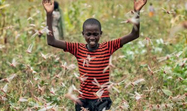 Tanzanya çekirge sürülerinin istilasıyla karşı karşıya