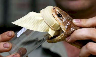 İnsanlar da bir gün yılanlar gibi zehirli olabilir