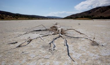 Aşırı sıcaklık ve kuraklıkla kavrulan ABD'nin batı yakası cehennemi yaşıyor