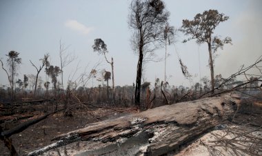 Brezilya, orman tahribatıyla mücadele için Amazonlar'a yeniden asker gönderecek