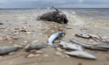 Kanada’daki aşırı sıcaklar yüz milyonlarca deniz canlısının ölümüne neden oldu