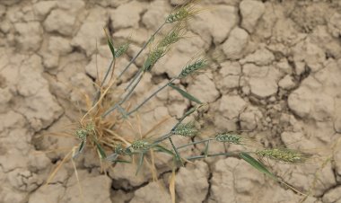 Kanada'da aşırı sıcaklarla gelen kuraklık tarımsal afete neden oldu