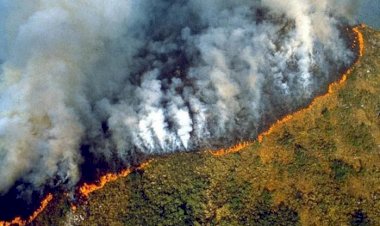 Amazonlar'da 'ormansızlaşma' tehdidi