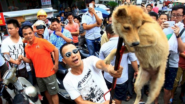 Çin'de köpek eti festivali tepkilere rağmen başladı