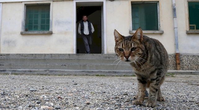 Mahkumlara uyuşturucu taşırken yakalanan 'kurye' kedi cezaevinden kaçtı