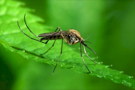 ABD'de genetiği değiştirilmiş 750 milyon sivrisinek doğaya salınacak