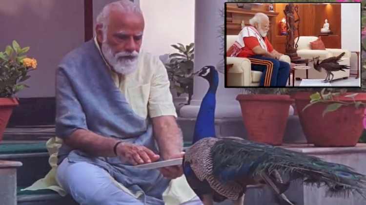 Gandi: Ülke salgından kırılırken Modi tavus kuşlarıyla meşgul