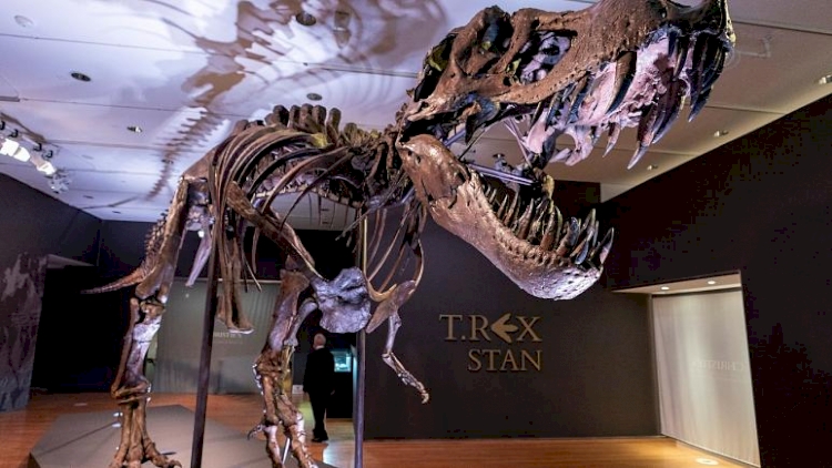 Dinozor iskeleti açık artırmada 31.8 milyon dolara satıldı
