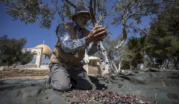 Filistinliler, Yahudi yerleşimcilerin zeytin bahçelerine yönelik saldırılarına imece usulüyle karşı koyuyor