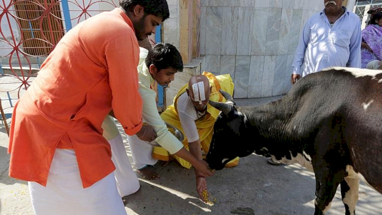 Hindistan ulusal çapta vatandaşlarına 'yazılı inek testi' yapacak