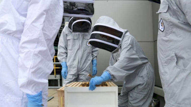 Uyuşturucu ile mücadelede bal arıları görev alacak: Köpeklerden 100 kat daha başarılılar