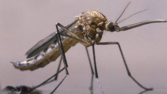 Etiyopya’da yeni bir sıtma sineği ortaya çıktı