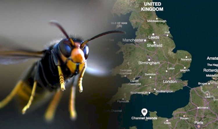 İngiltere’yi katil arılar sardı, doğanın dengesi değişebilir