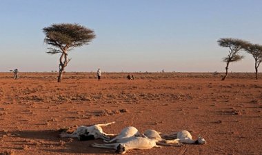 Tanzanya kuraklığın pençesinde: On binlerce hayvan telef oldu