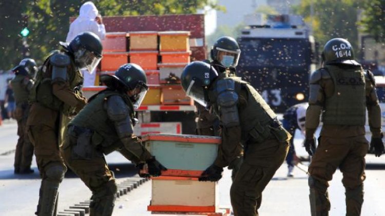 Şili’de arıcıların protestosuna müdahale eden polisleri arı soktu