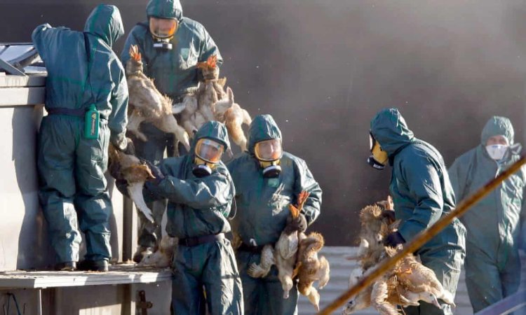 Avrupa'da kuş gribi vakaları artıyor: Binlerce tavuk itlaf edildi
