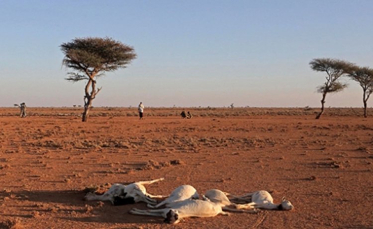 Tanzanya kuraklığın pençesinde: On binlerce hayvan telef oldu