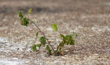 Dünyada her dört hayvan ve bitki türünden biri yok olma tehlikesi altında
