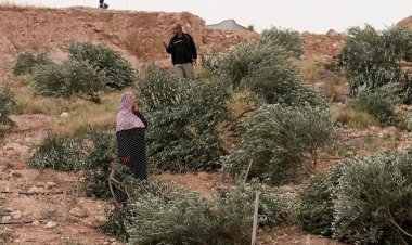 İşgalciler Filistinlilere ait zeytin ağaçlarını söktü