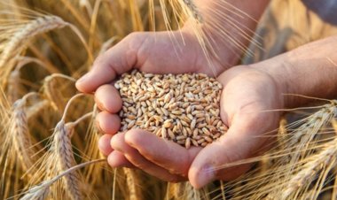 Buğday fiyatlarına savaş şoku! Tarihi zirveyi gördü