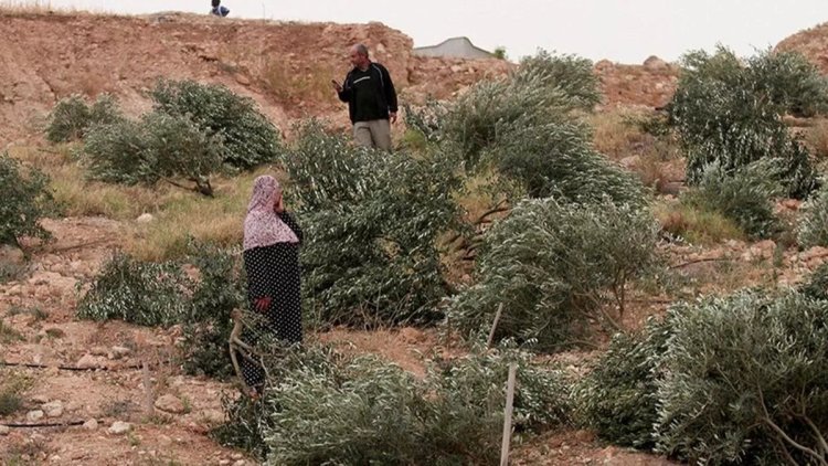 İşgalciler Filistinlilere ait zeytin ağaçlarını söktü