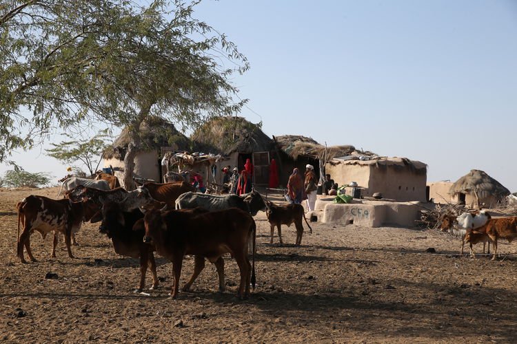 Pakistan çöllerinde yaşayan Rohiler, zorluğa rağmen ata topraklarını terk etmiyor