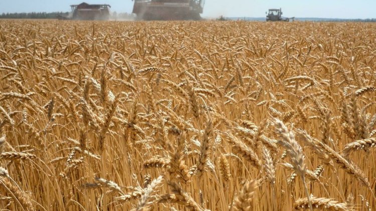 Afrika ülkelerinin yarısı buğday ithalatının en az üçte birini Rusya ve Ukrayna'dan yapıyor
