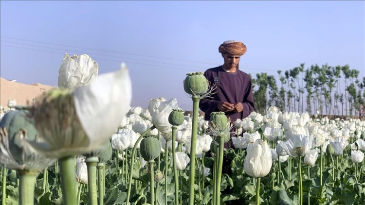 Afganistan'da uyuşturucu ve sarhoşluk veren tüm maddeler yasaklandı