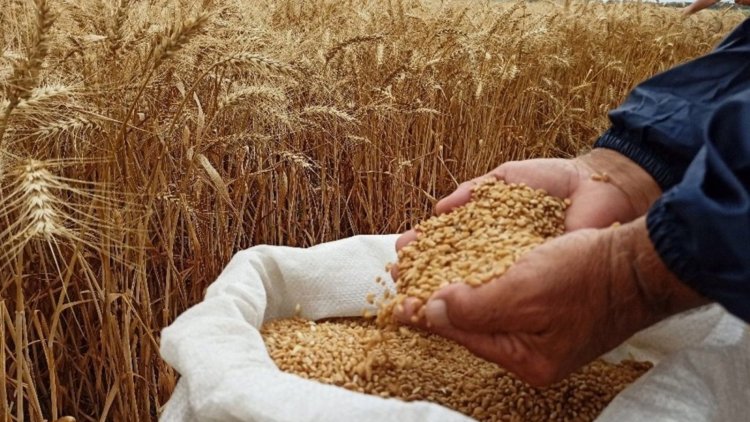 Afrika'da buğday fiyatları yüzde 60 arttı