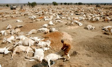 Kenya'da kuraklık yüzlerce yaban hayvanının telef olmasına yol açtı