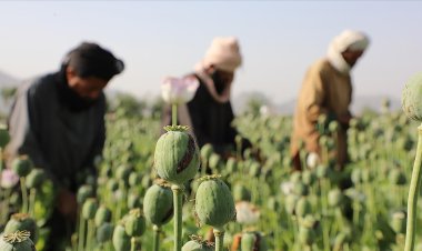 Taliban haşhaş tarlalarını yok edeceğini açıkladı