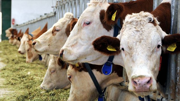 Brüksel'de "helal kesim" yasağına karşı 127 bin imza toplandı