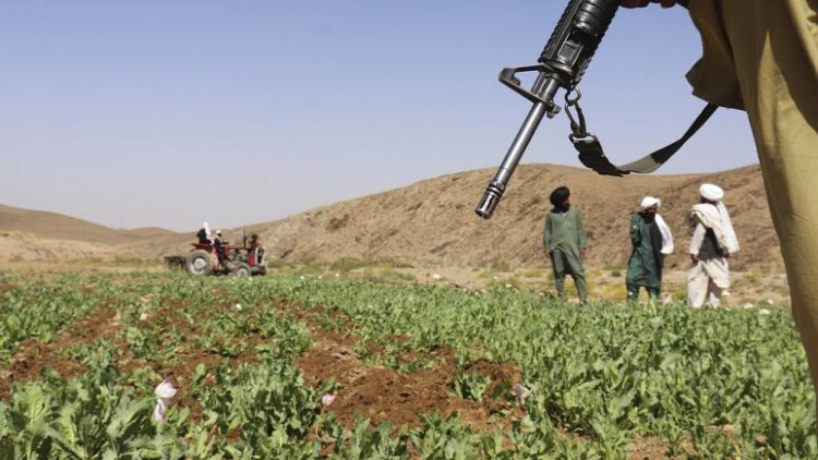 Taliban yönetimi haşhaş tarlalarını yok etmeye başladı