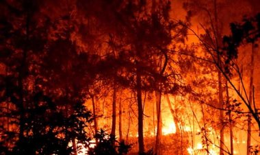 Fransa'da yangın: 7 bin hektardan fazla alan kül oldu