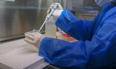 Belçika'da maymun çiçeği vakaları artıyor