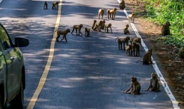 Japonya'da 'maymun' alarmı: Saldırılar arttı